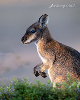 wallaby 9899