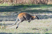 wallaby and goat 1978