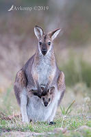 wallaby20191024 0007