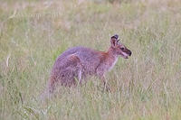 wallaby 00001