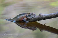 water dragon 10644