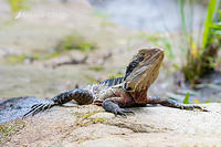 water dragon 13402