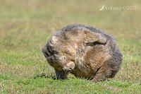 wombat 5368