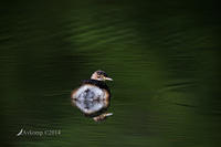 Australian grebe 15684