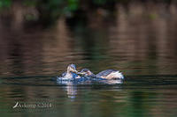 Australian grebe 15688