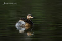 Australian grebe 15728