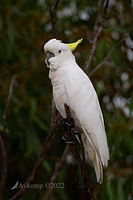 aa cockatoo 6636