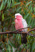 aa galah 6637