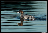 australian grebe 2