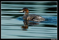 australian grebe 3