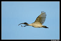 australian ibis 4604