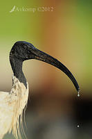 australian ibis 5153