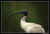 australian ibis 0847