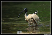 australian ibis 0851