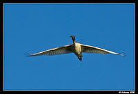 australian ibis 1398