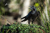 australian raven 9443