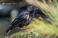 australian raven 9446