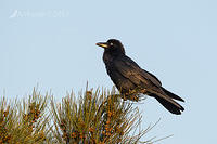 australian raven 9760