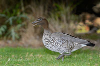 australian wood duck 8151