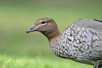 australian wood duck 8162