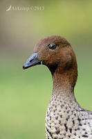 australian wood duck 8166