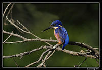 azure kingfisher 0388