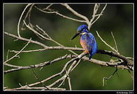 azure kingfisher 0389