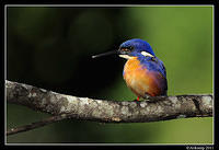 azure kingfisher 0390