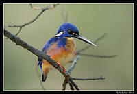 azure kingfisher 0396