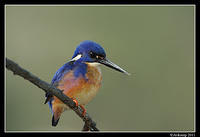 azure kingfisher 0397