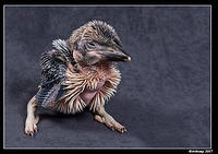 baby kookaburra 343