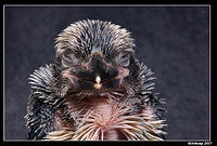 baby kookaburra 349a