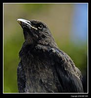 baby-currawong-2