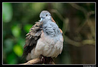 bar shouldered dove 1701