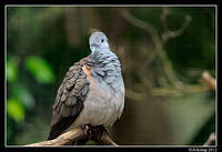 bar shouldered dove 1702