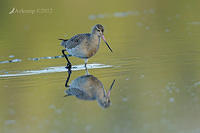 bar tailed godwit 3304