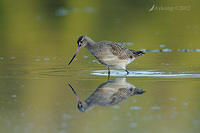 bar tailed godwit 3306