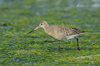 bar tailed godwit 3326