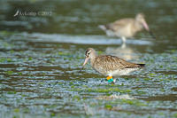 bar tailed godwit 3330