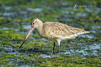 bar tailed godwit 3346