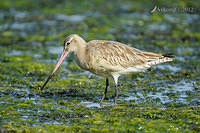 bar tailed godwit 3347