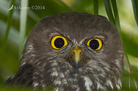 barking owl 13424