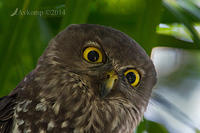 barking owl 13433