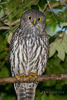 barking owl 13786