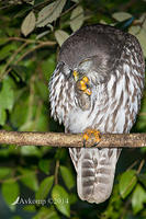 barking owl 13800