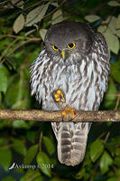 barking owl 13801