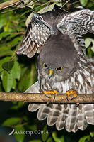 barking owl 13806