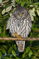 barking owl 13807