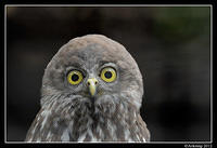 barking owl 1615