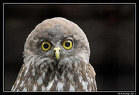 barking owl 1616